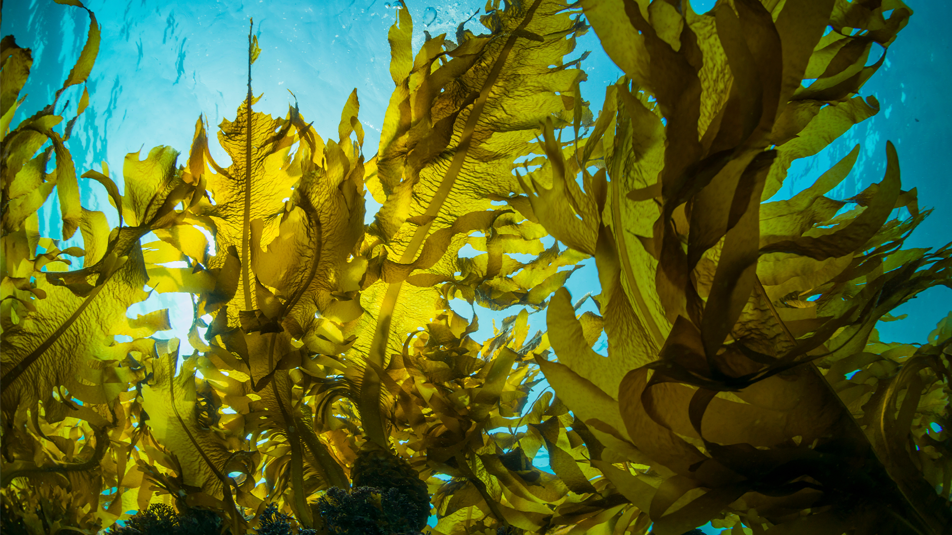 Seaweed in the ocean